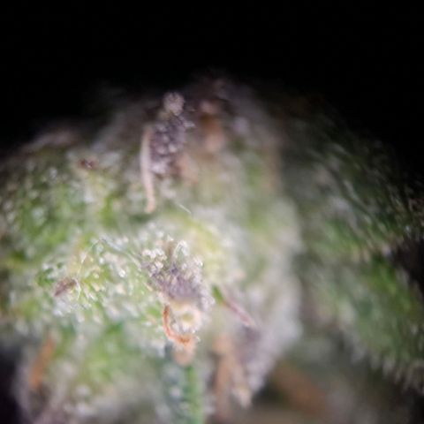 OG Kush growlog timeline photo