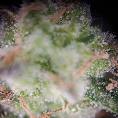 OG Kush growlog timeline photo