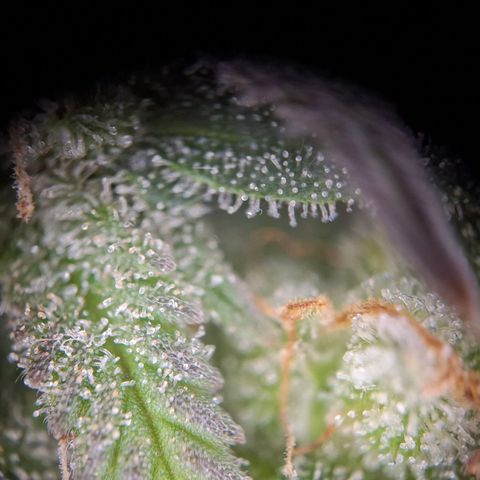 OG Kush growlog timeline photo