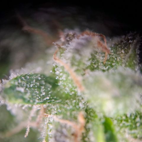 OG Kush growlog timeline photo