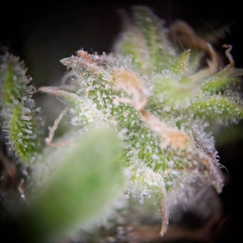 Acapulco Gold growlog timeline photo