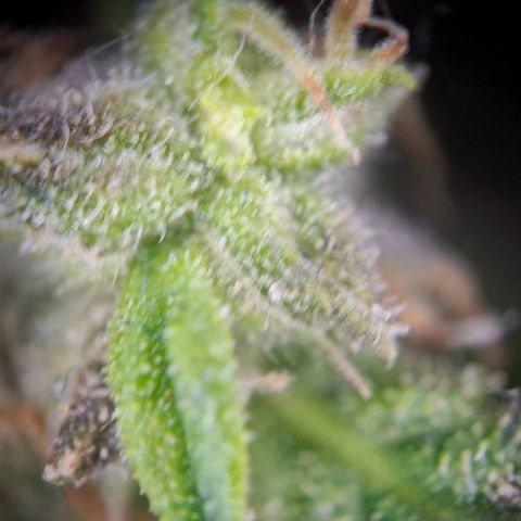 Acapulco Gold growlog timeline photo