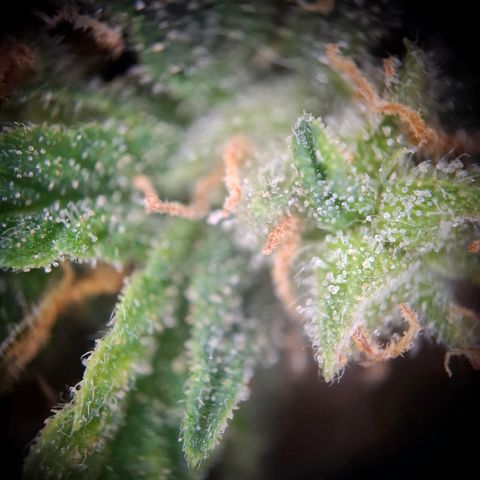 Acapulco Gold growlog timeline photo