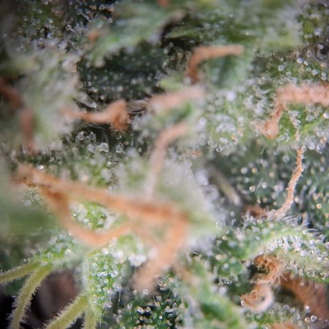 Acapulco Gold growlog timeline photo