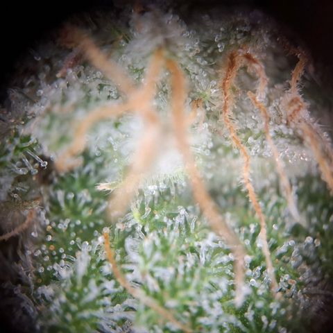 G13 Haze growlog timeline photo
