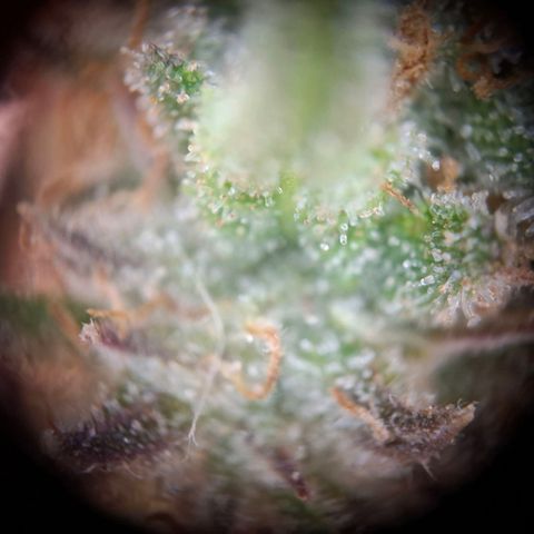 G13 Haze growlog timeline photo