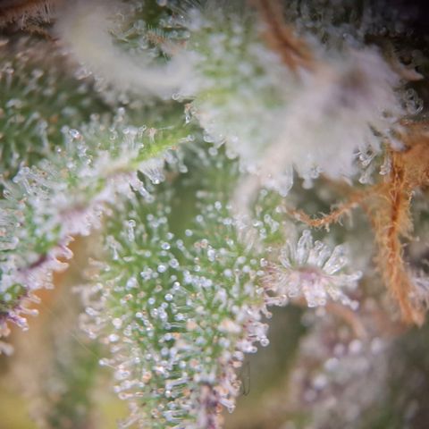 G13 Haze growlog timeline photo