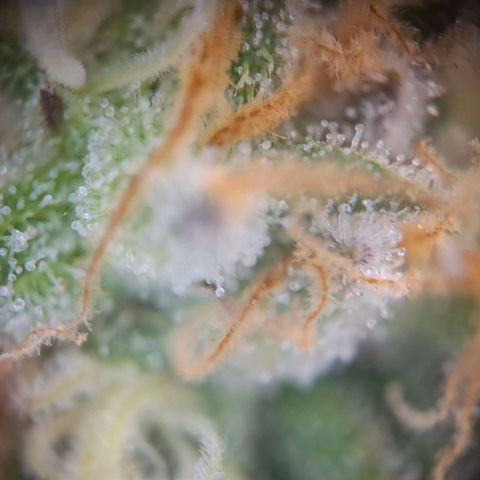 G13 Haze growlog timeline photo
