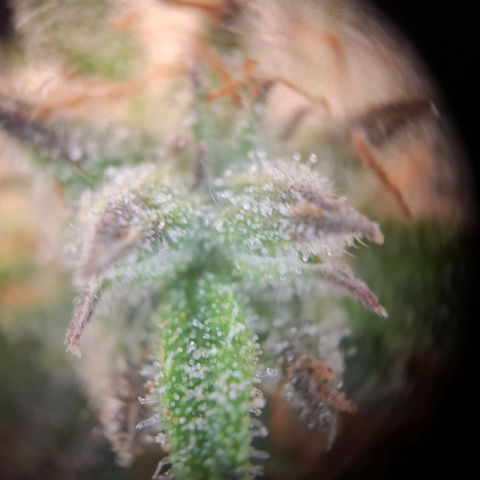 G13 Haze growlog timeline photo