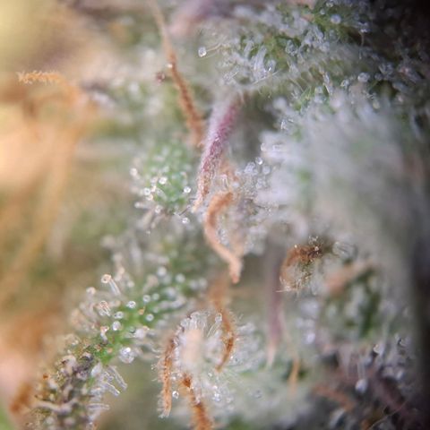 G13 Haze growlog timeline photo