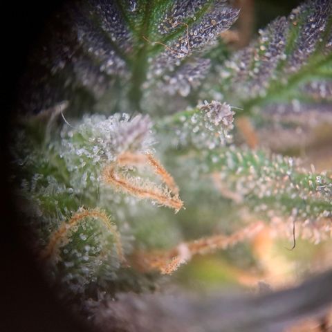 OG Kush growlog timeline photo