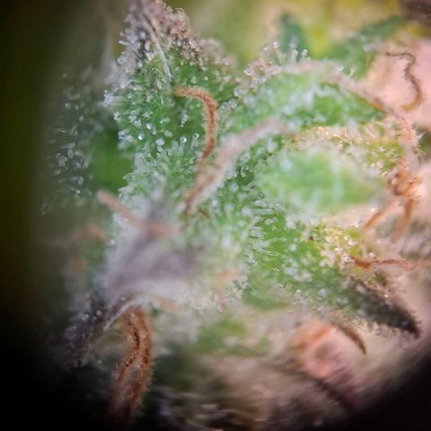 OG Kush growlog timeline photo