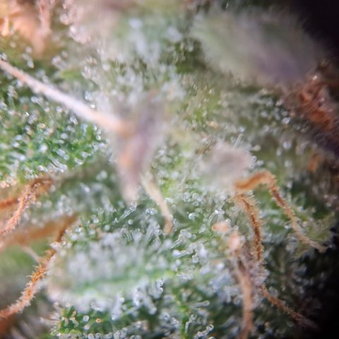 OG Kush growlog timeline photo