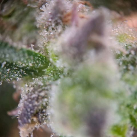 OG Kush growlog timeline photo