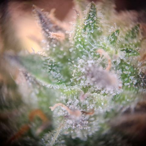 OG Kush growlog timeline photo