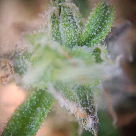 Acapulco Gold growlog timeline photo