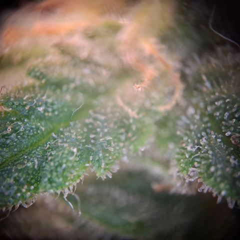 Acapulco Gold growlog timeline photo
