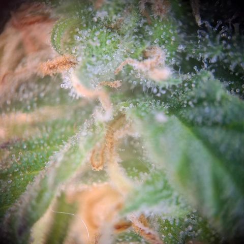 Acapulco Gold growlog timeline photo