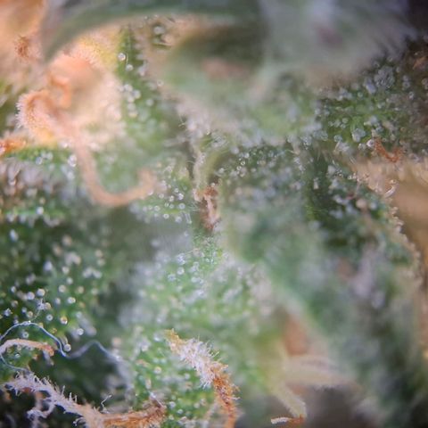 Acapulco Gold growlog timeline photo