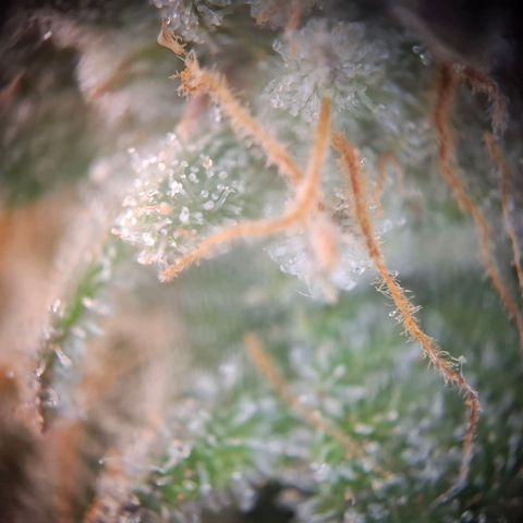 G13 Haze growlog timeline photo
