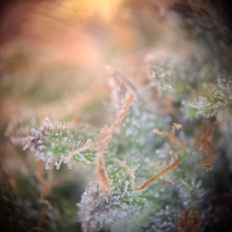 G13 Haze growlog timeline photo