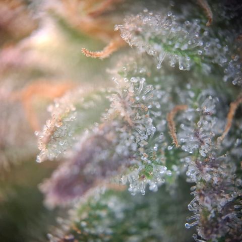 OG Kush growlog timeline photo