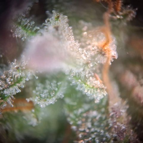 OG Kush growlog timeline photo