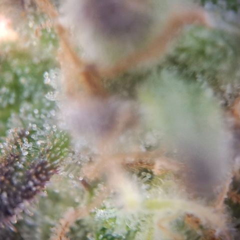 G13 Haze growlog timeline photo