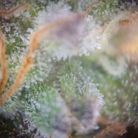 G13 Haze growlog timeline photo