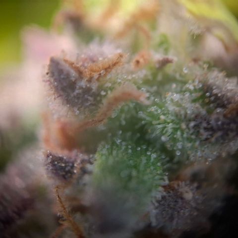 G13 Haze growlog timeline photo