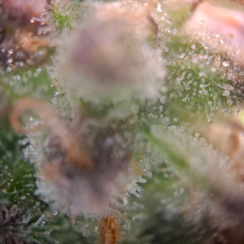 G13 Haze growlog timeline photo