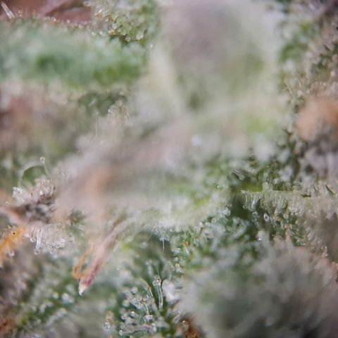 G13 Haze growlog timeline photo