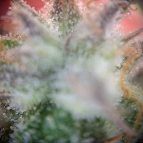 G13 Haze growlog timeline photo