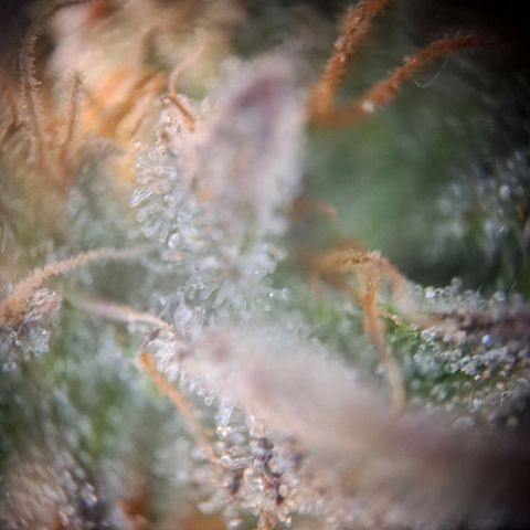 OG Kush growlog timeline photo