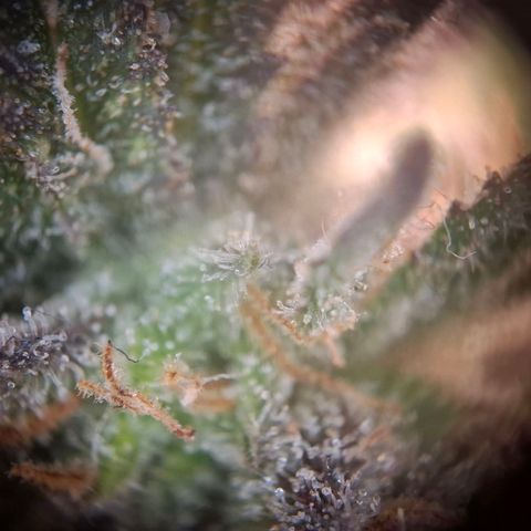 OG Kush growlog timeline photo