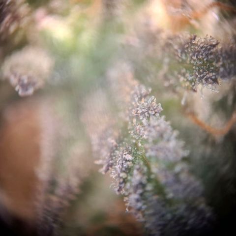 OG Kush growlog timeline photo