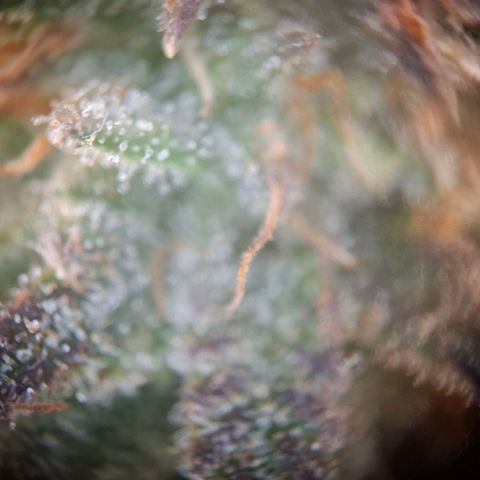 OG Kush growlog timeline photo