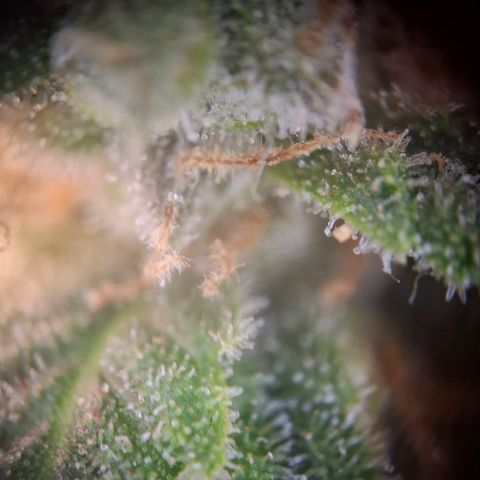 Acapulco Gold growlog timeline photo