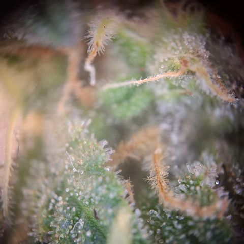 Acapulco Gold growlog timeline photo