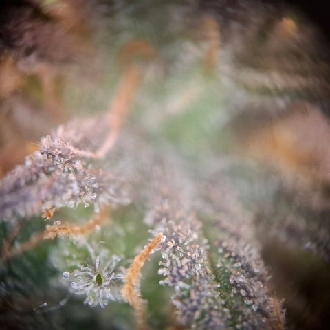 OG Kush growlog timeline photo
