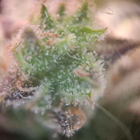 OG Kush growlog timeline photo