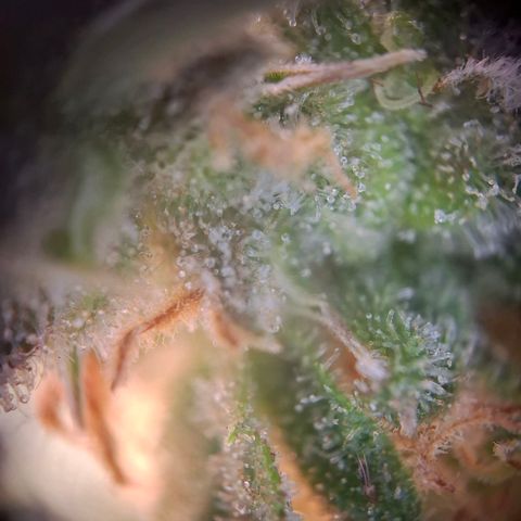 Acapulco Gold growlog timeline photo