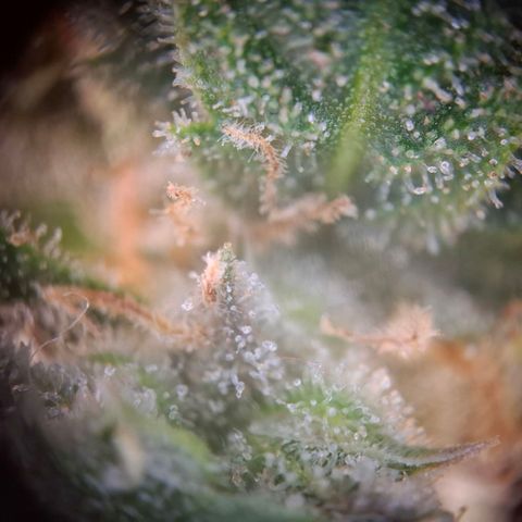 Acapulco Gold growlog timeline photo