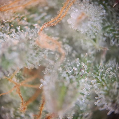 G13 Haze growlog timeline photo
