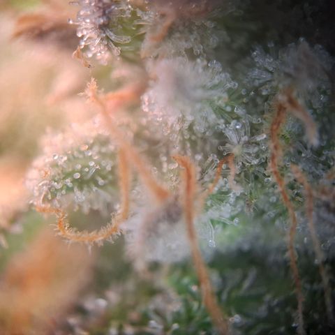 G13 Haze growlog timeline photo