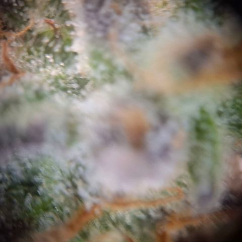 G13 Haze growlog timeline photo
