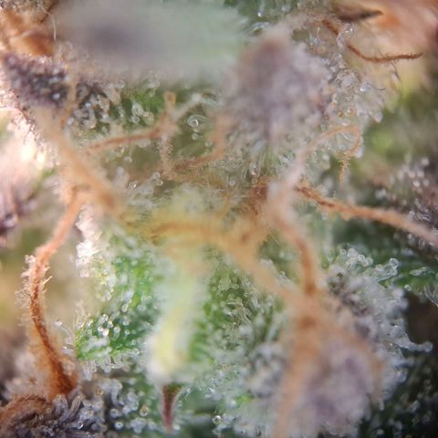 G13 Haze growlog timeline photo