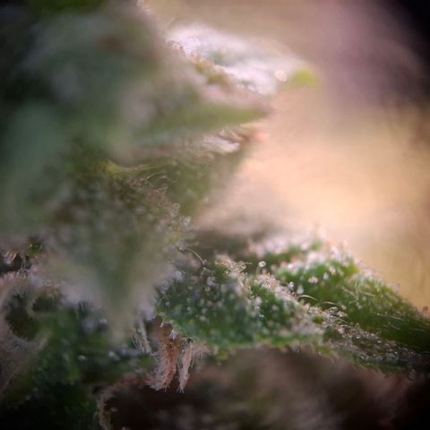 OG Kush growlog timeline photo