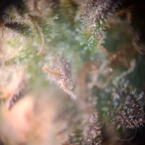 OG Kush growlog timeline photo