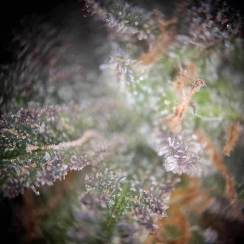 OG Kush growlog timeline photo